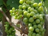 World class grapes