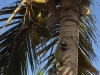 Iguana seeking refuge in a palm tree