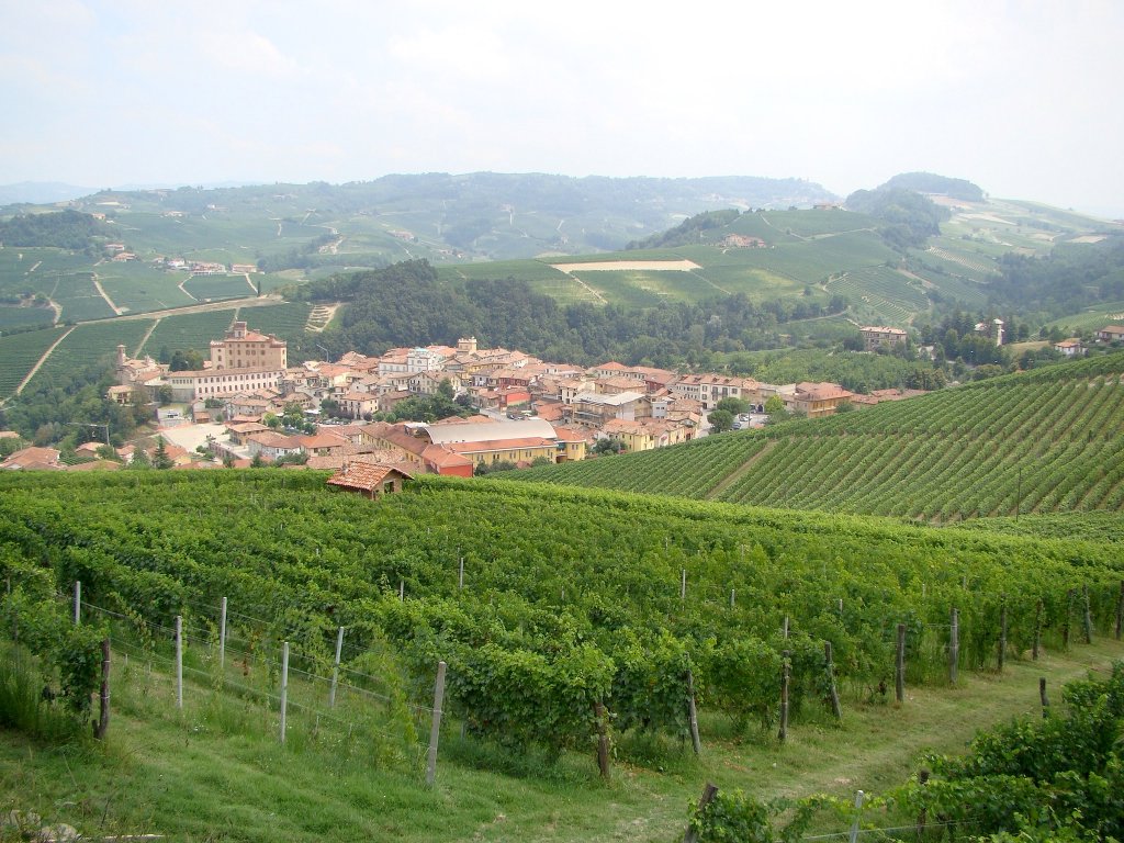 Town of Barolo surrounded by vineyards
