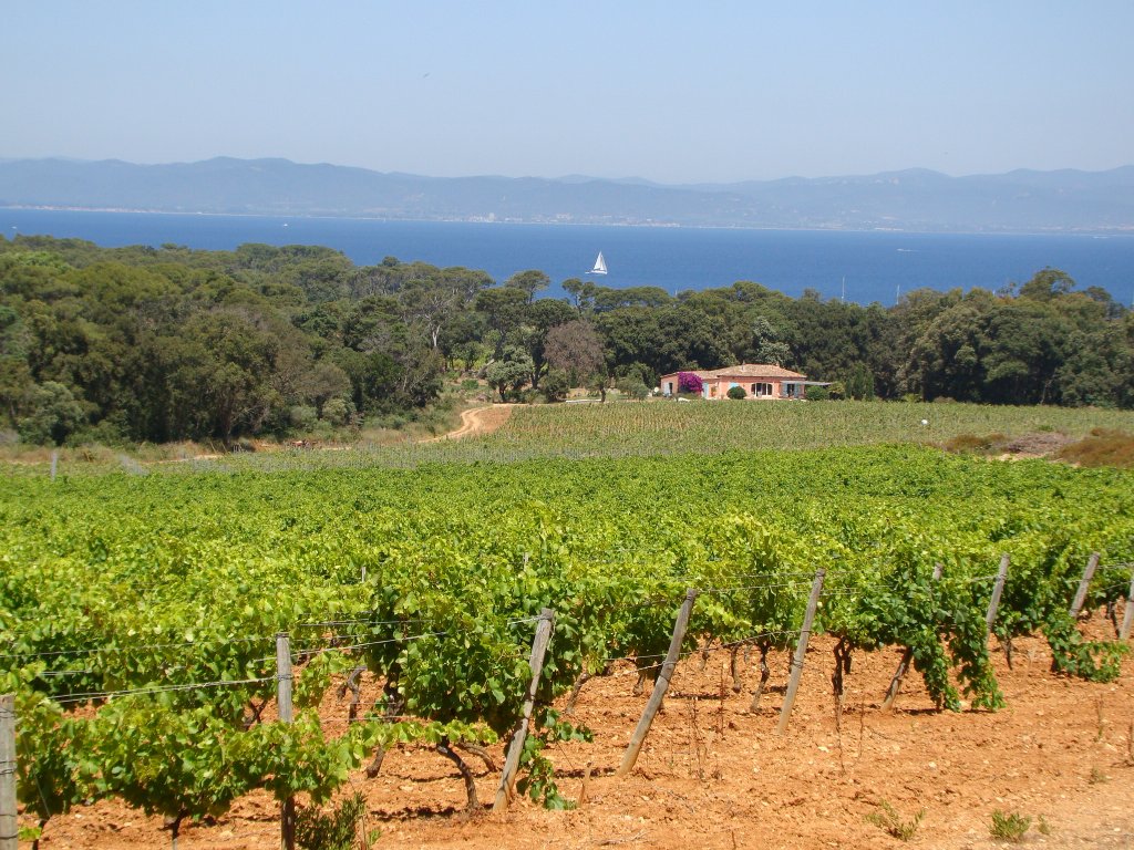 Ile de Porquerolles wine country (France)
