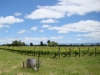 New Zealand\'s Sauvignon Blanc have gained international acclaim