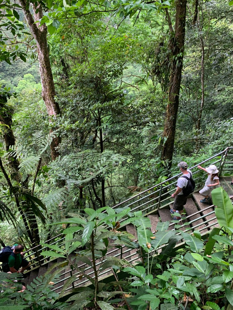 Jungle Walk Up and Down