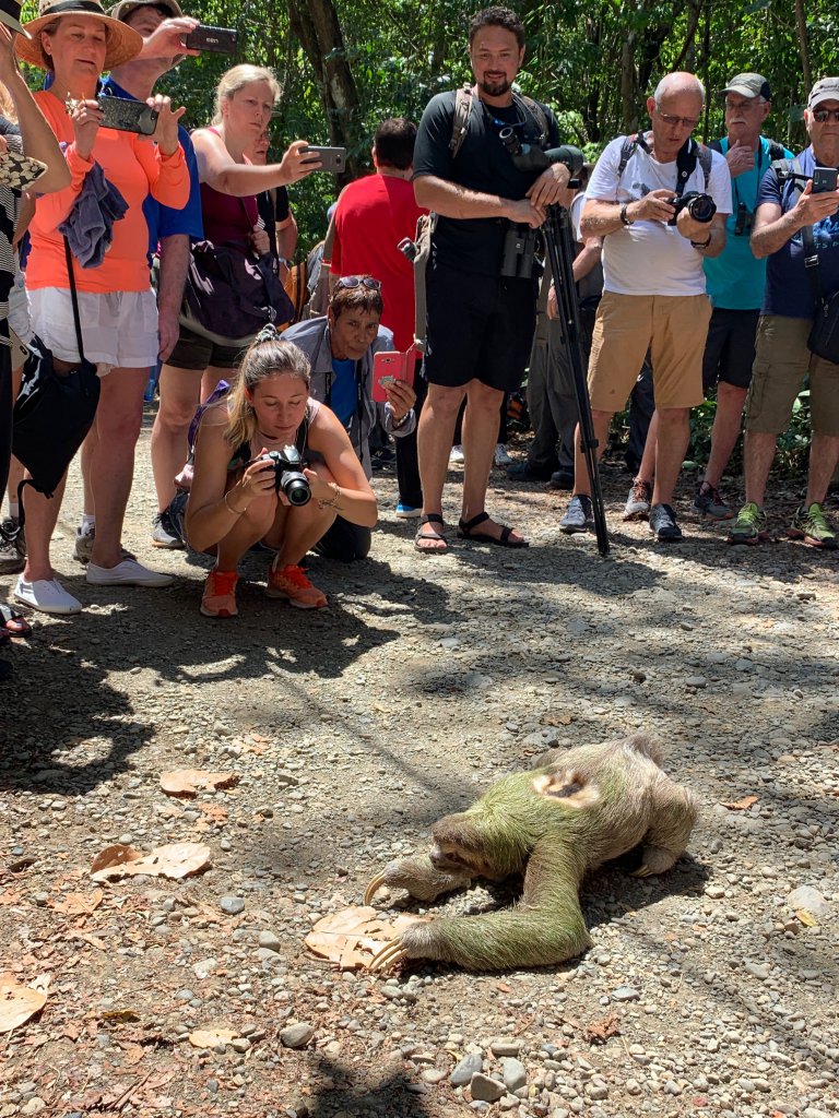 A Fallen Sloth - Posing for the Paparazzi