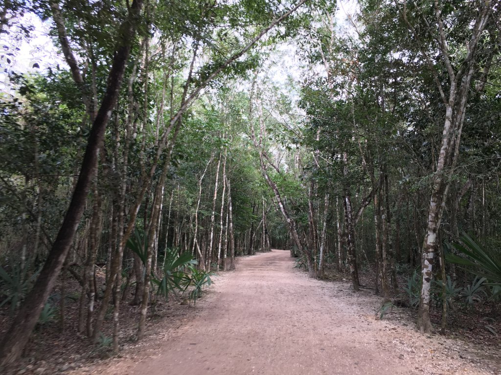 Jungle road leading to temple sites