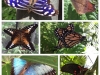 Some of the butterflies at the Farm