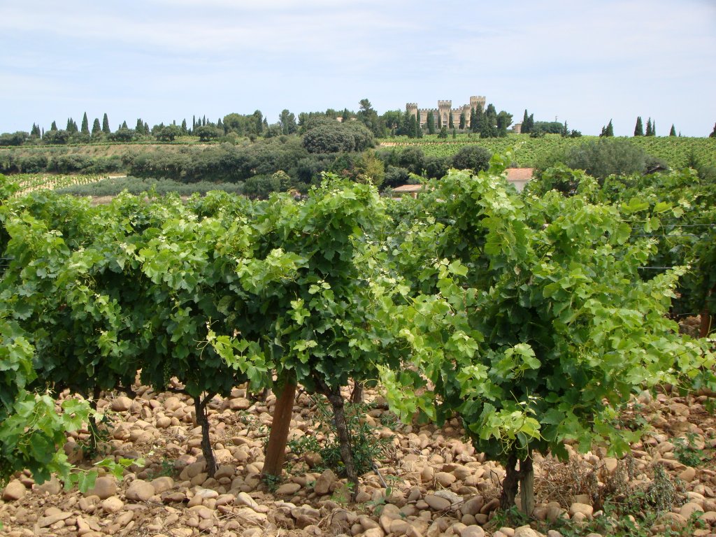 The rocky soil of Chateauneuf du Pape