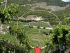 Vineyards in Vaud Switzerland