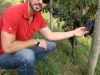 The Nebbiolo grapes that make the amazing Barolo